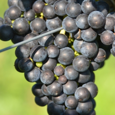 Merlot 13 Gm ANT 6440